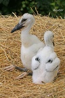 Weißstorch (Ciconia ciconia)